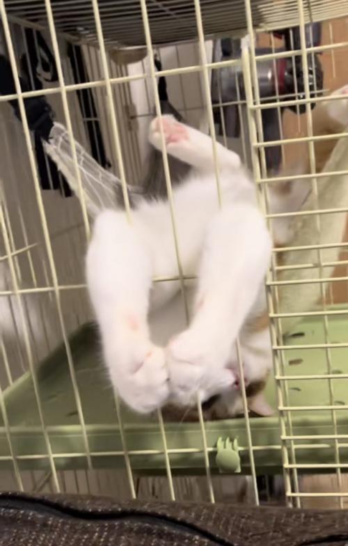 ハンモックでくつろぐ猫の写真8