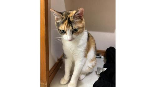 室内にいる猫
