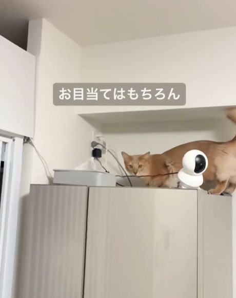 冷蔵庫の上で顔を上げる猫