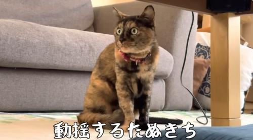 テーブルの下にいる猫