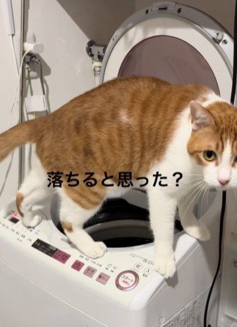 洗濯機の上に立つ猫