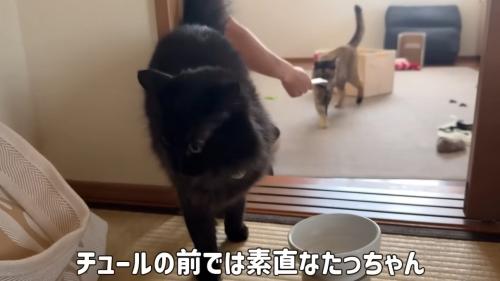 おやつにひきよせられる猫達