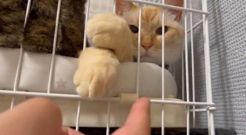 撮影者を真顔で見つめる猫