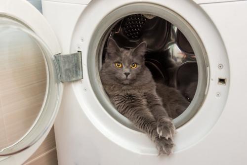 洗濯機に入る猫