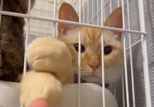 自分の前足を触る撮影者を、静かに見守る猫