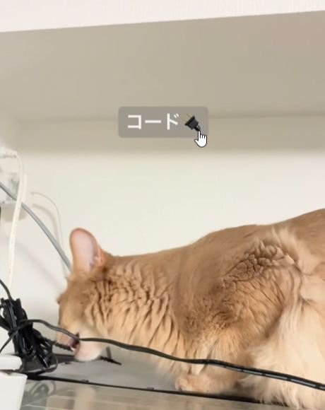 コードをくわえる猫