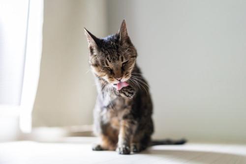 毛づくろいをしている猫
