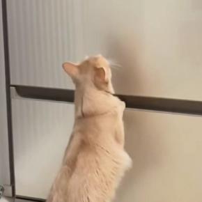 冷蔵庫を一人用からファミリー用に買い替え→猫が見ていると思ったら…予想外の『驚きの行動』が18万再生「身体能力すごっ」「カッコイイ」