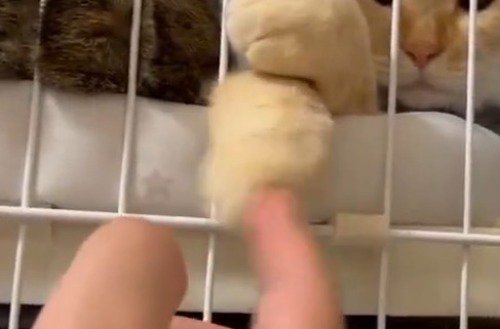 猫の前足を左右に弾く撮影者の指