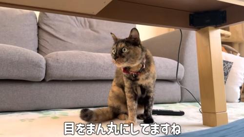 テーブルの下にいる猫
