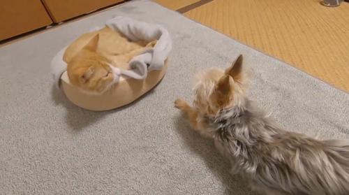 寝ている猫と犬