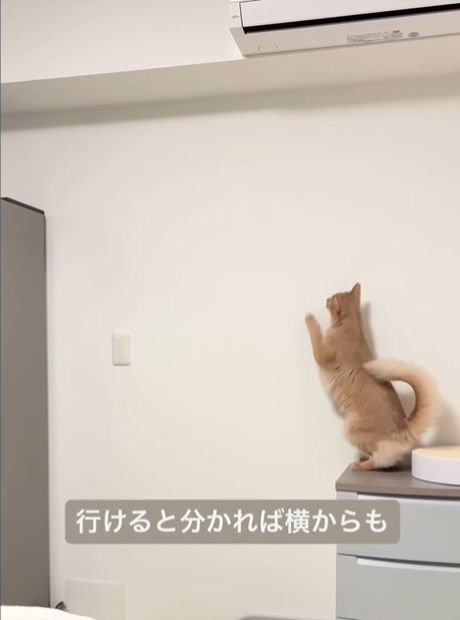 棚の上で立ち上がる猫