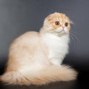 『長毛と短毛』どちらも存在する猫種3選　まるで違う種類のよう？それぞれの魅力や特徴もご紹介