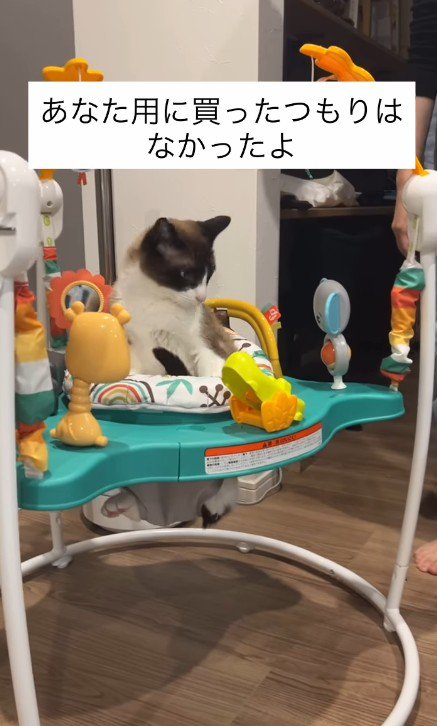 赤ちゃんのおもちゃで遊ぶ猫