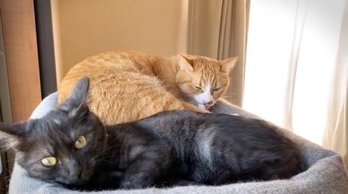 寝ている黒猫と茶トラ猫