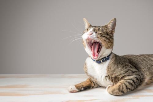 あくびする猫