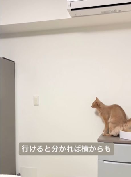 棚の上に座り冷蔵庫を見ている猫