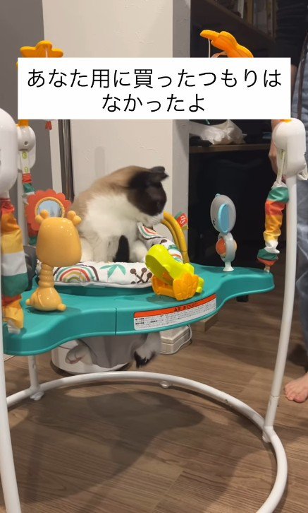 赤ちゃんのおもちゃで遊ぶ猫