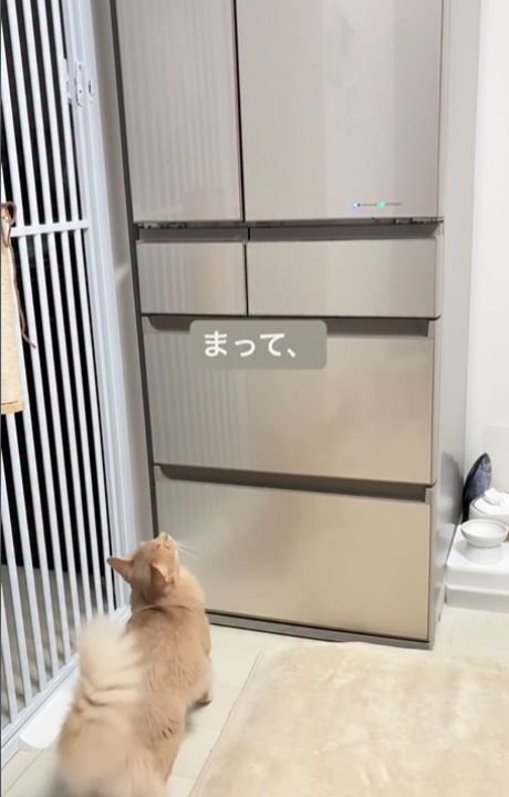 冷蔵庫を見上げる猫