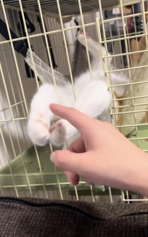 ハンモックでくつろぐ猫の写真2