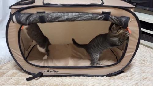 立ち上がる2匹の子猫