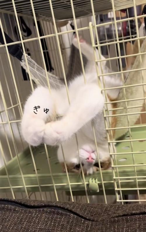 ハンモックでくつろぐ猫の写真3