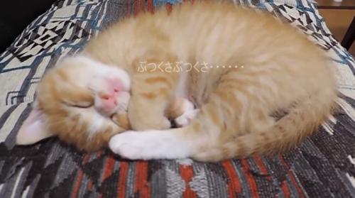 丸くなって眠る子猫