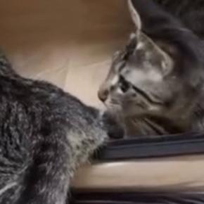 ソフトケージの中で遊んでいた２匹の子猫→突然立ち上がると…予想外すぎる展開に１万いいね「急な閉店で変な声出たｗ」「一瞬ｗ」と爆笑の声
