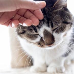 猫が人に『スリスリ』と体を擦り付けてくる理由4つ 隠されている心理や対応のポイントも
