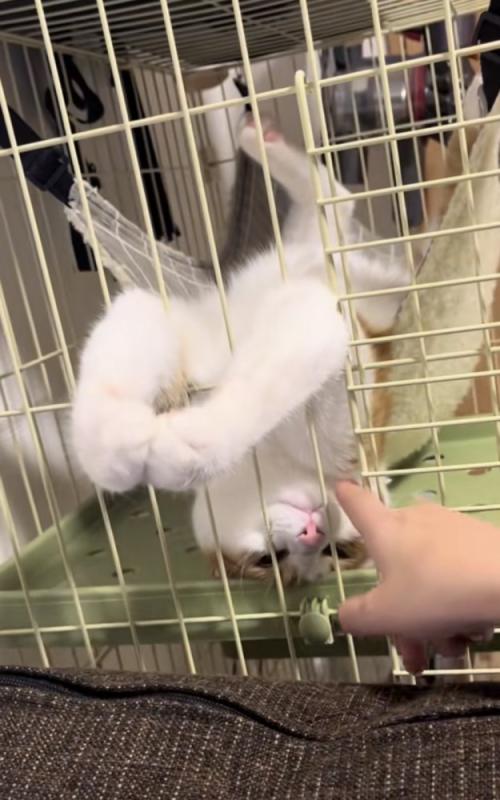 ハンモックでくつろぐ猫の写真4