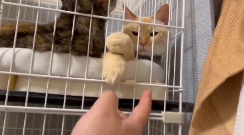 猫の前足に近づく撮影者の指