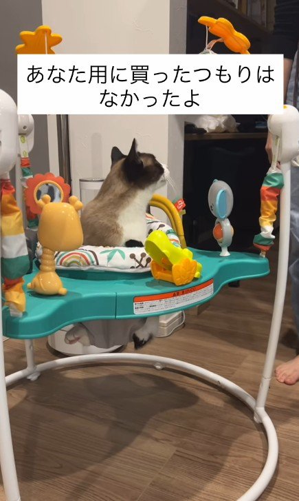 赤ちゃんのおもちゃで遊ぶ猫