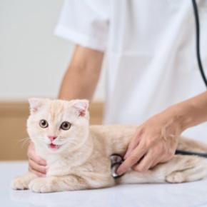 猫が『異臭を放っている』ときの理由6つ　疑われる病気から適切な対処法まで解説