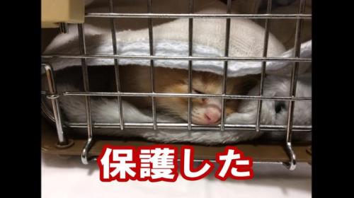 ケージの中の子猫