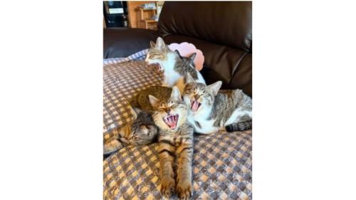 ソファーにいる猫