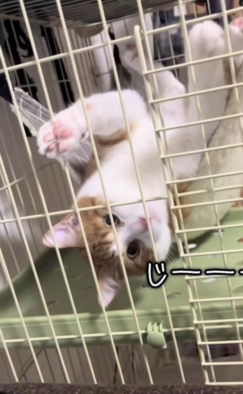 ハンモックでくつろぐ猫の写真10
