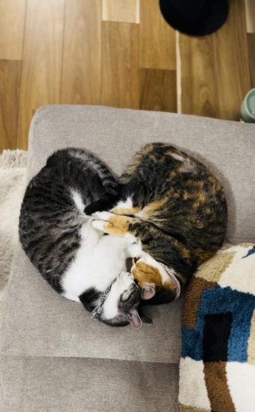 一緒に寝るサバ白猫と三毛猫
