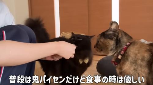 おやつを食べる猫達