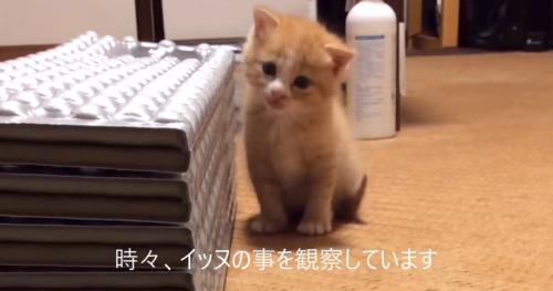犬を観察する子猫