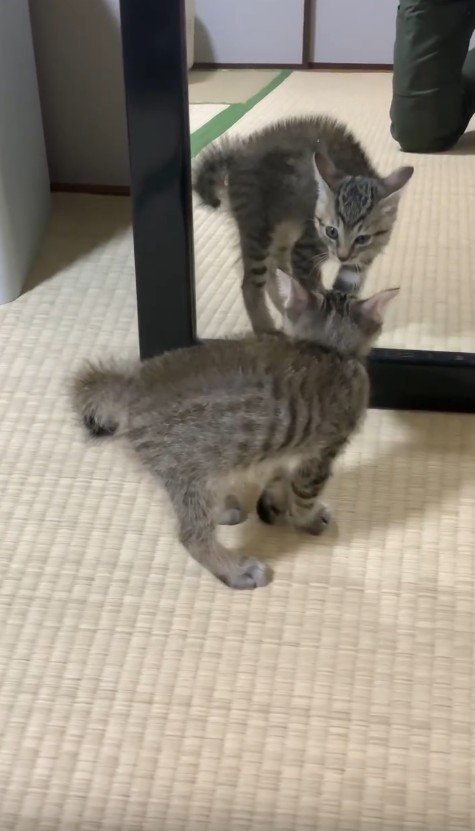 鏡を見る子猫