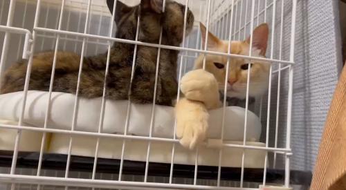 ケージの中でくつろぐ猫
