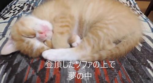 丸くなって眠る子猫