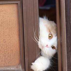 『脱走したがる猫』に共通している特徴4つ あなたの愛猫はどう?防ぐための対策方法も