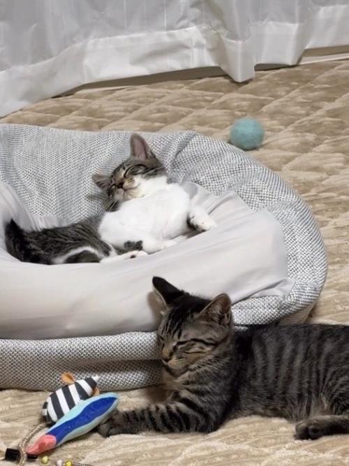 寝ている2匹の子猫