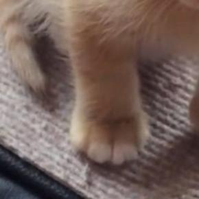 高いところに登ったりして『遊んでいた子猫』→疲れてしまったようで…微笑ましい光景に「可愛すぎて心臓が痛い」「全ての動きが愛おしい」の声