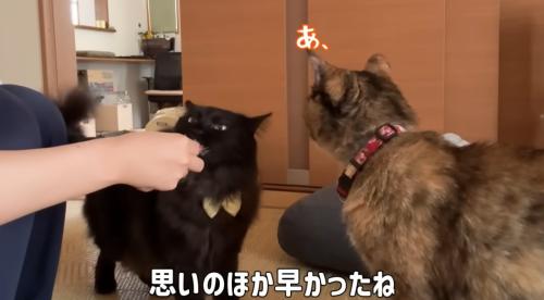 おやつを食べる猫達