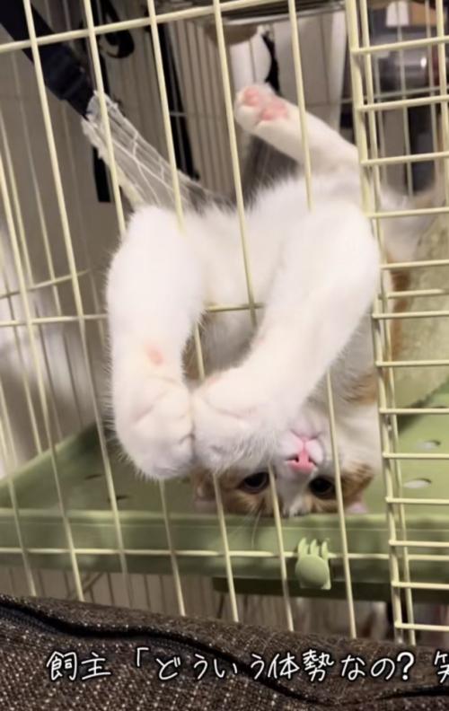 ハンモックでくつろぐ猫の写真9