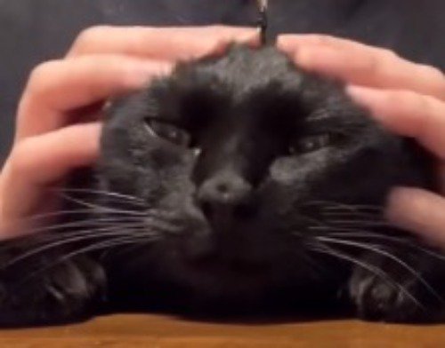 頭を触られてうっとりする猫の顔