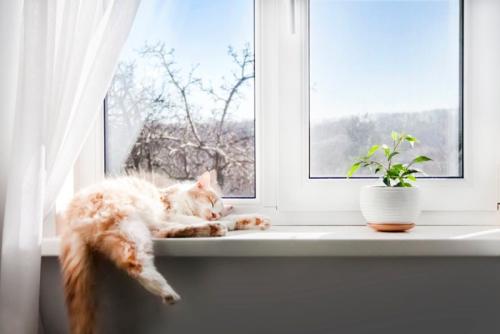 窓辺で寝る猫