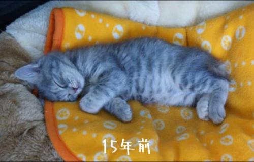 寝ている子猫